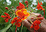 Pride of Barbados